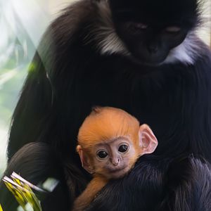 New baby  Francois languar