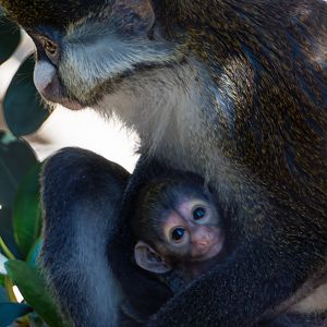 New baby Schmidt Red Tailed Monkey