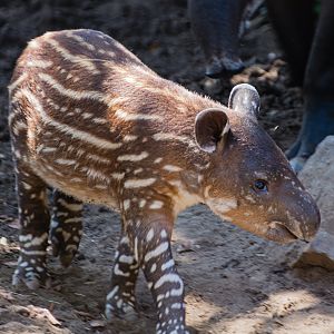 New baby Tapir