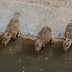 New baby Capybaras