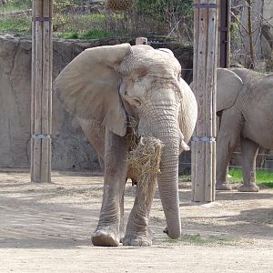 African Elephant cow