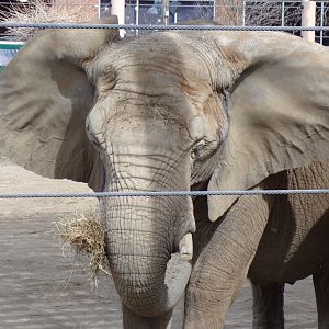 African Elephant cow