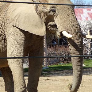 African Elephant cow