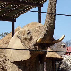 African Elephant cow