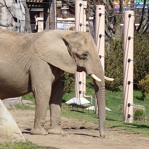 African Elephant cow