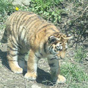 Amur Tiger Cub