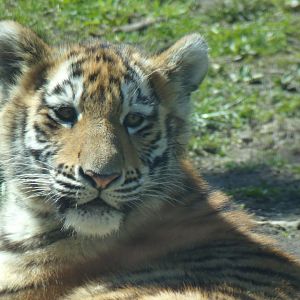 Amur Tiger cub