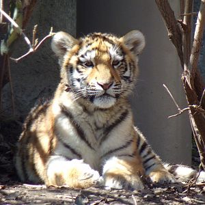 Amur Tiger cub