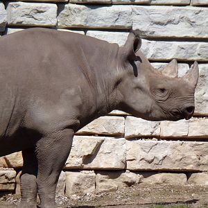 Black Rhino