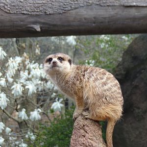 Meerkat