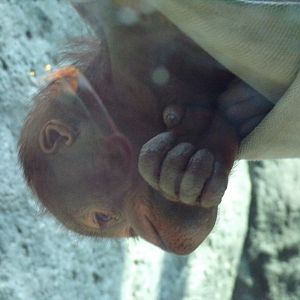 Young Orangutan, Zaki