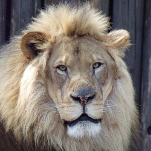 African Lion, Doc