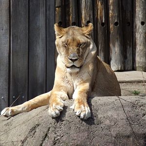 African Lion, Serena