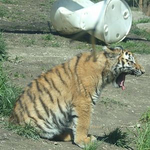 Amur Tiger cub