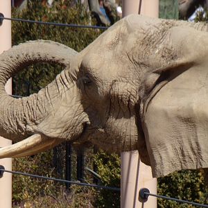 African Elephant cow