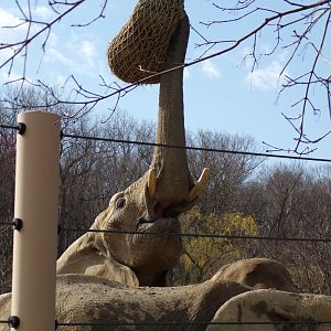 African Elephant cow