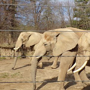 African Elephant cows