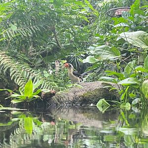 Von der Decken's hornbill
