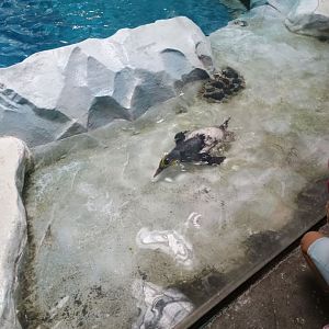 No plumage? No problem! (7/6/24)