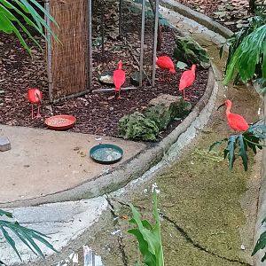 Scarlet Ibises (7/6/24)