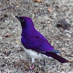 Violet-backed Starling