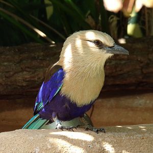 Blue-bellied roller