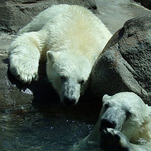 Polar Bear cubs, Kallik and Kallu