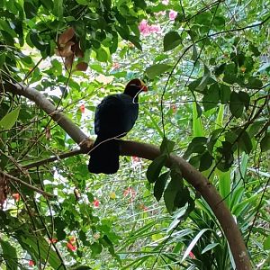 Violet Turaco (7/6/24)