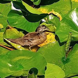 Wild Wood Duck (7/6/24)