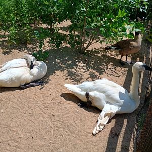 Trumpeter Swans (7/6/24)