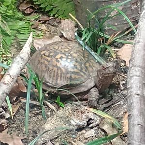 Eastern Box Turtle (7/6/24)