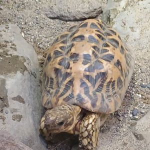Indian Star Tortoise (7/6/24)