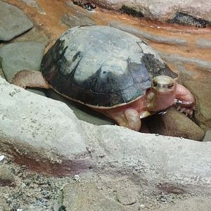 McCord's Box Turtle (7/6/24)