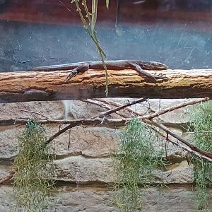 Black Tree Monitor (7/6/24)