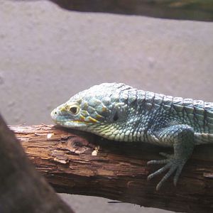 Cope’s Arboreal Alligator Lizard
