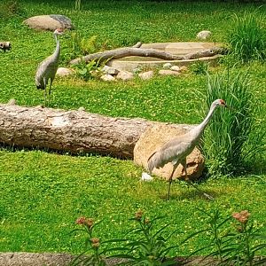 Sandhill Cranes (7/6/24)
