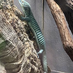 Cope’s Arboreal Alligator Lizard