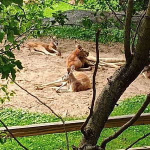 Red Kangaroos (7/6/24)