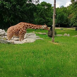 Reticulated Giraffe (7/6/24)