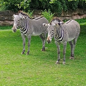 Grevy's Zebras (7/6/24)