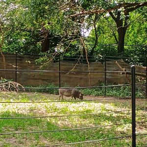 First Warthog Sightings Since I Was a Kid (7/6/24)