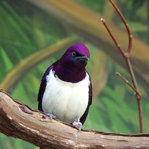 Violet-Backed Starling