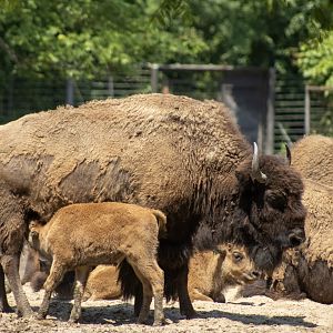 Plains Bison