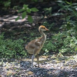 Red-napped Crane Chick