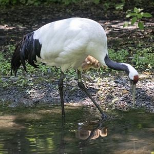 Red-napped Crane
