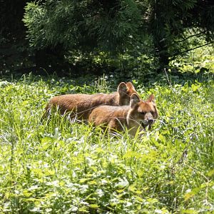 Dholes