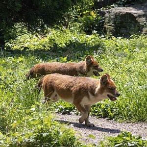 Dholes
