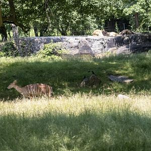 Nyala and Lions