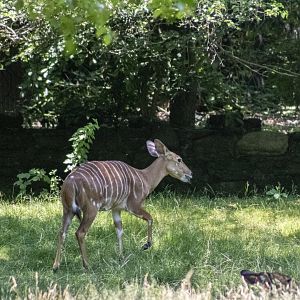 Nyala