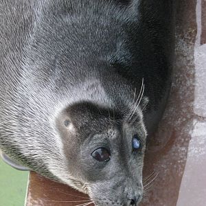 Baikal seal